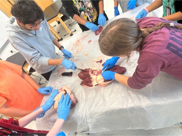 students dissecting heart