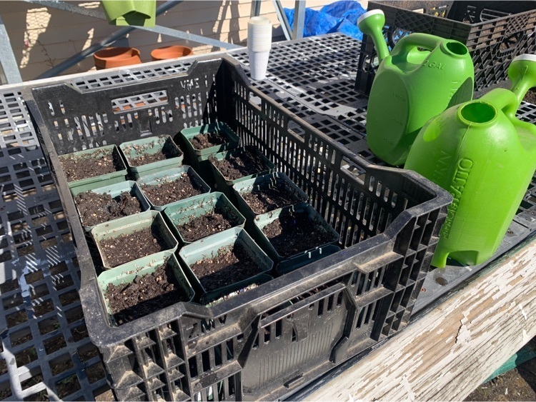the seed pots inside a crate at the garden