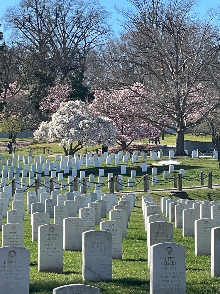 Cherry blossoms all over DC