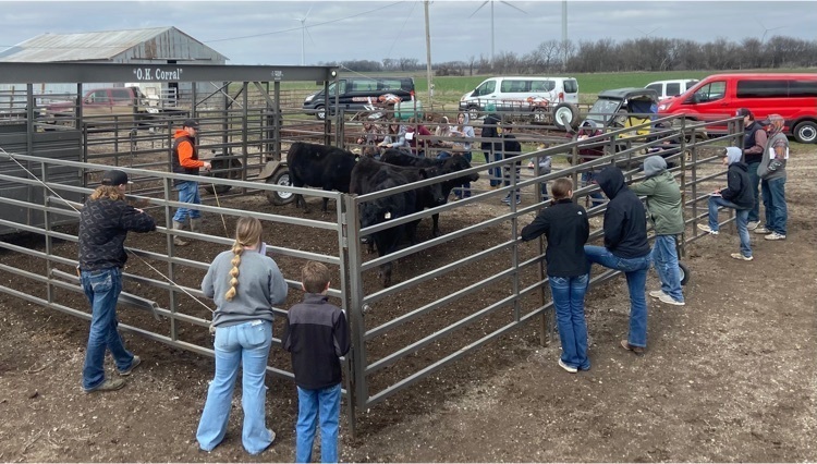 cattle 