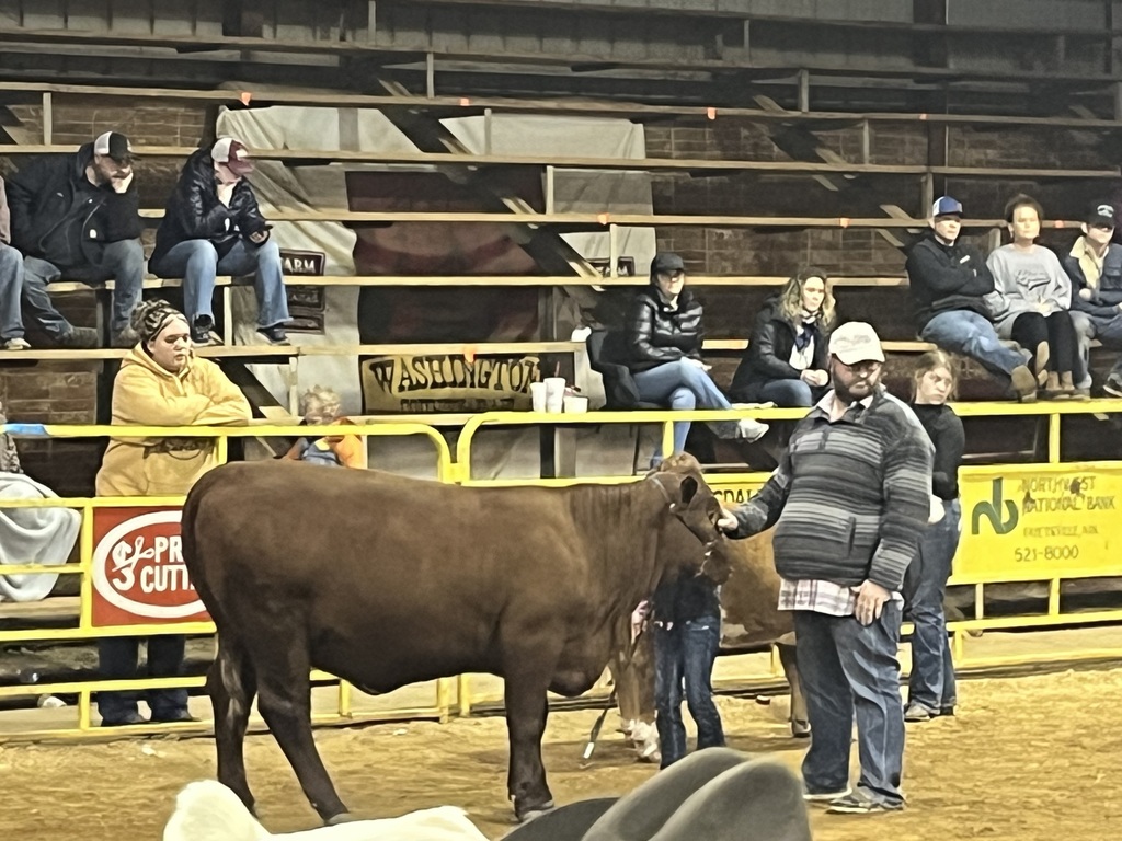 teacher helping student show cow