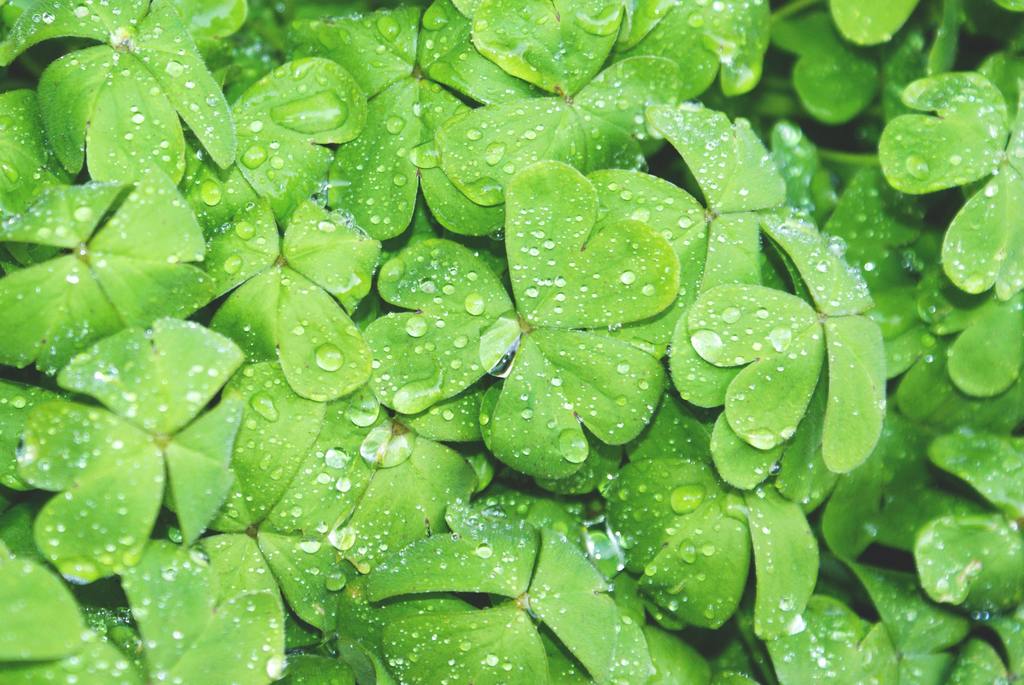 wear green shirt on March 17