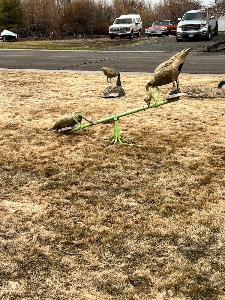 flocking