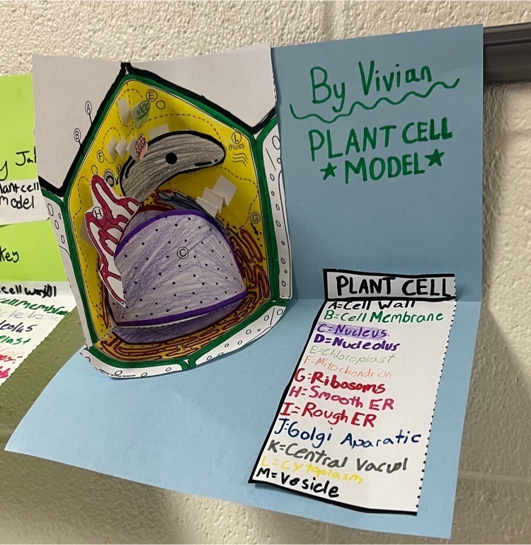 cell model