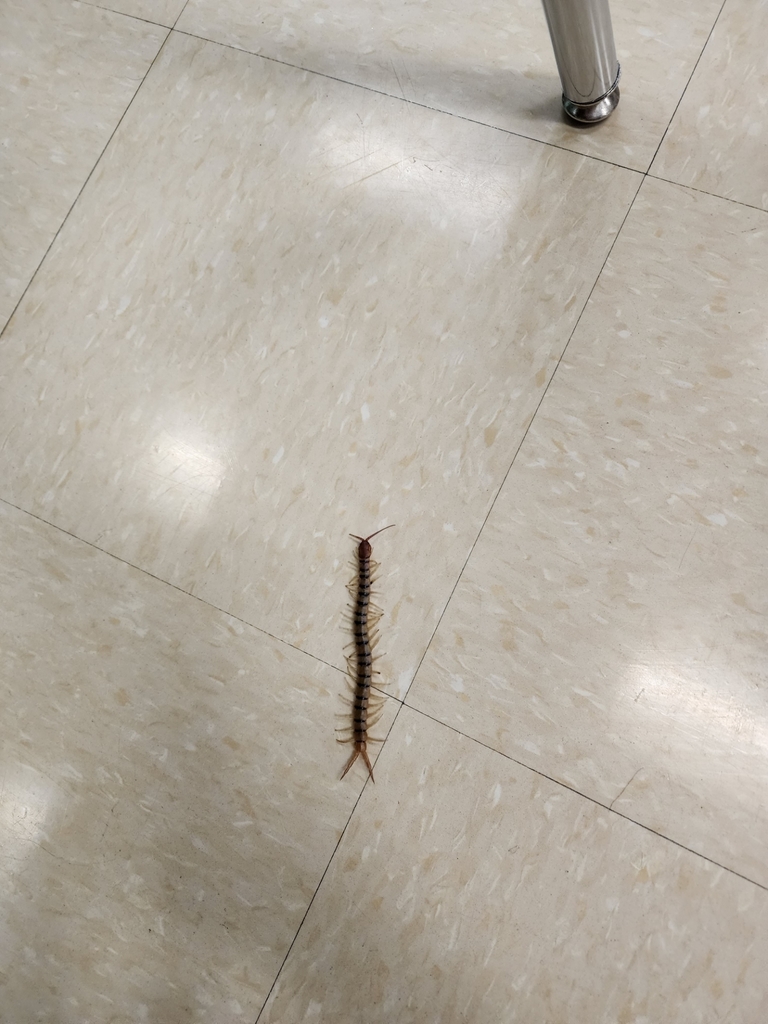 centipede