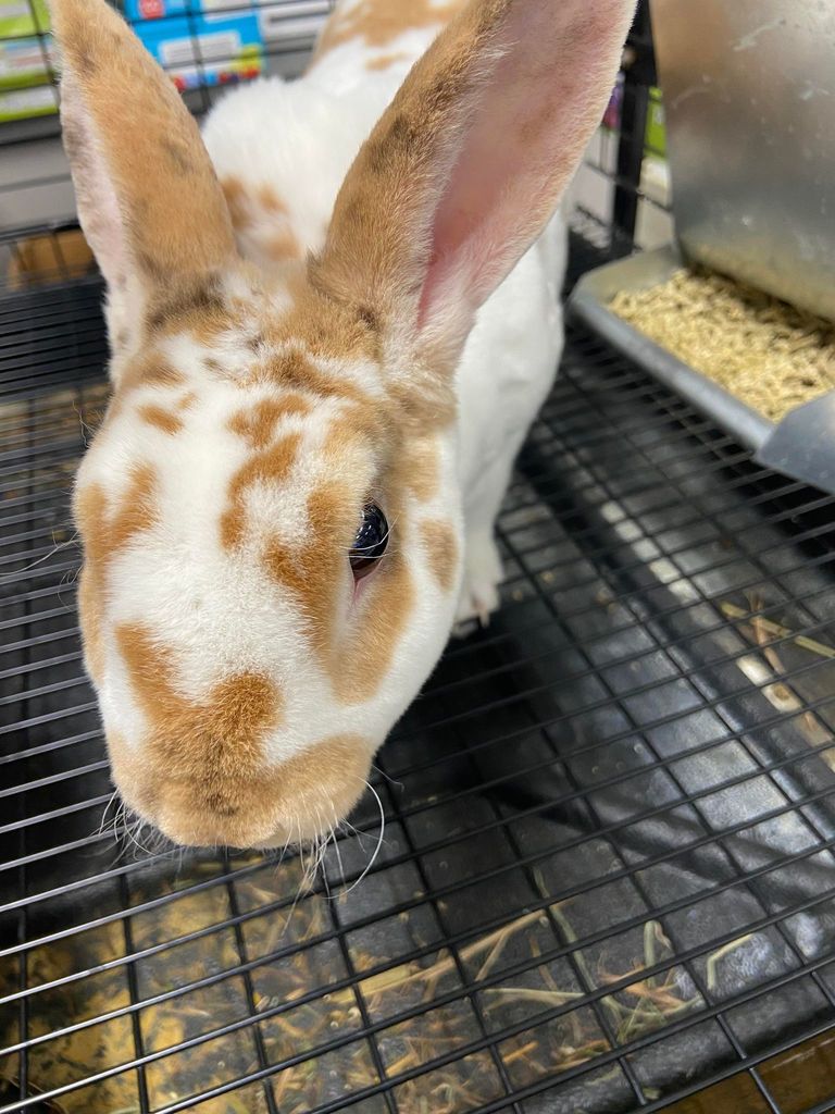 bunny