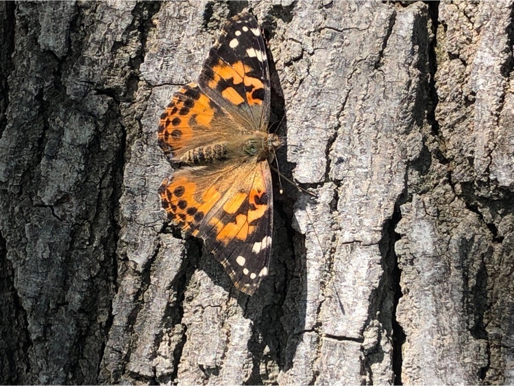 butterfly