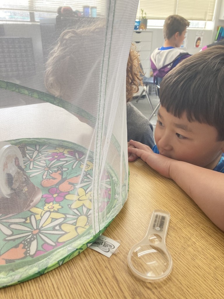 Student looking at butterfies