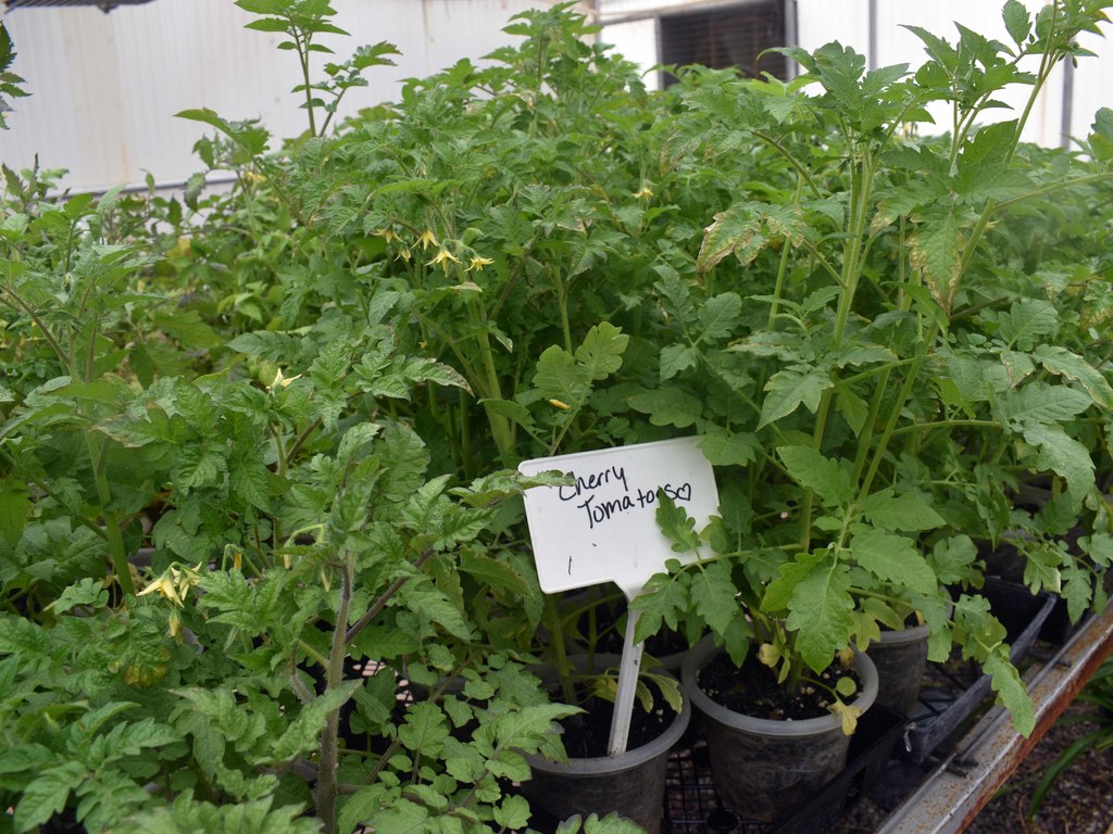 tomatoes