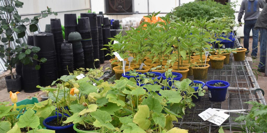 row of plants