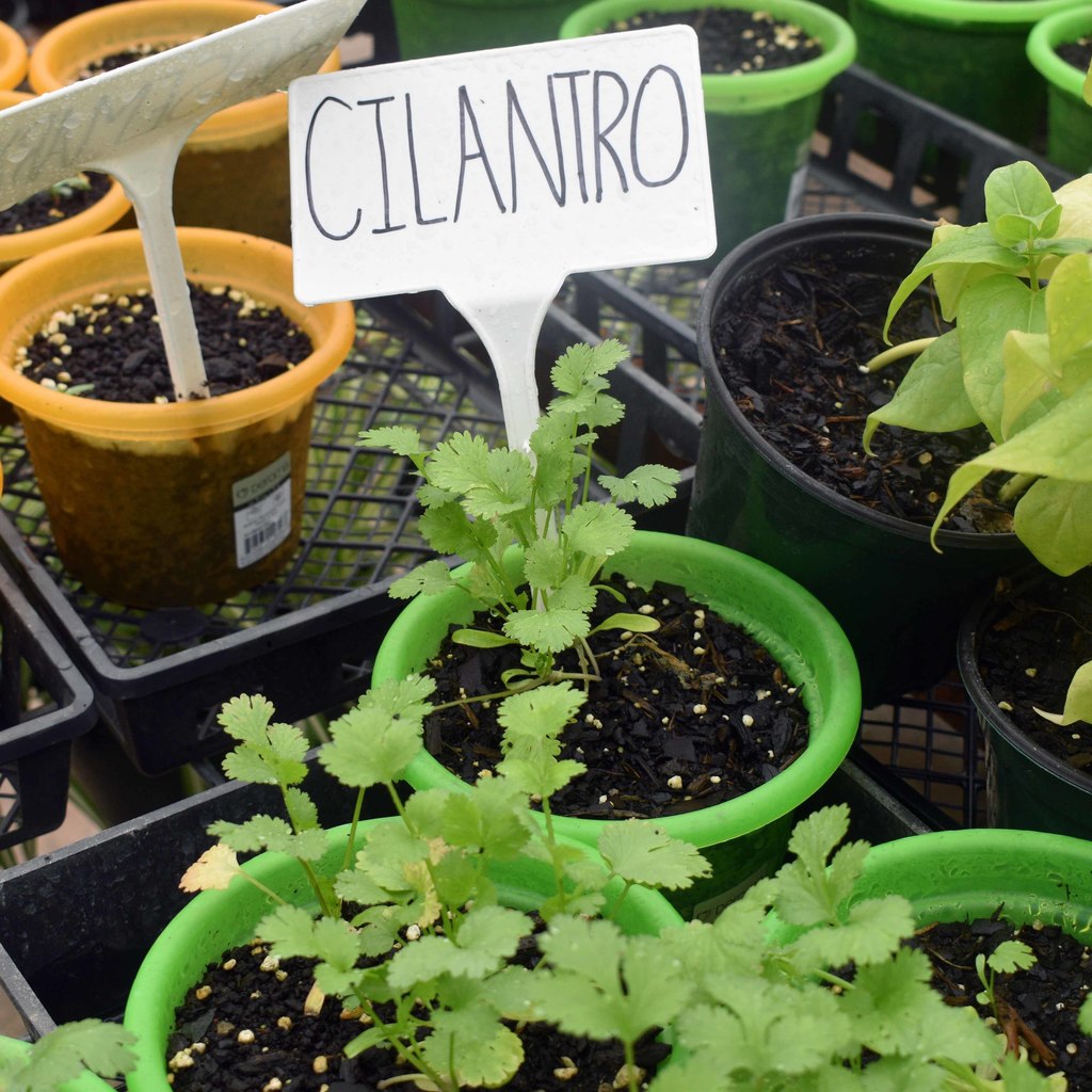 cilantro