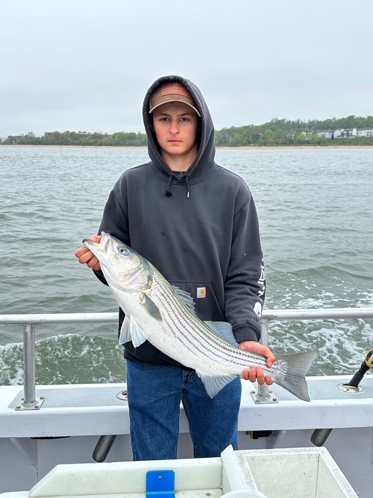 Joe striped bass 23