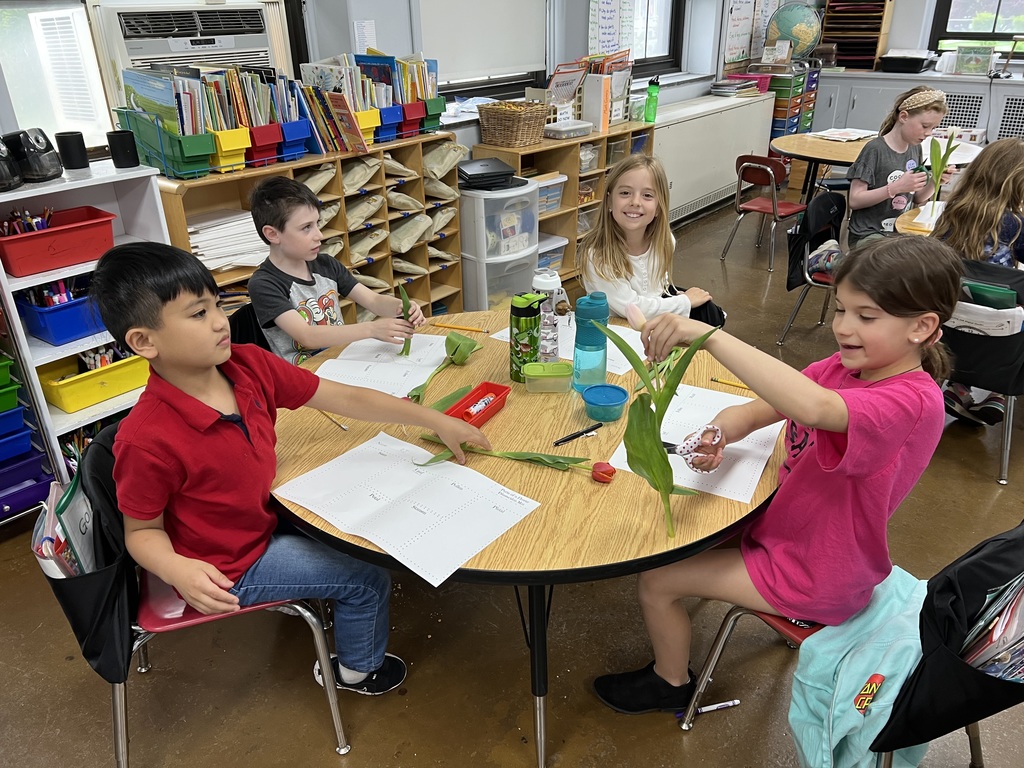 Second graders dissecting flowers in class.