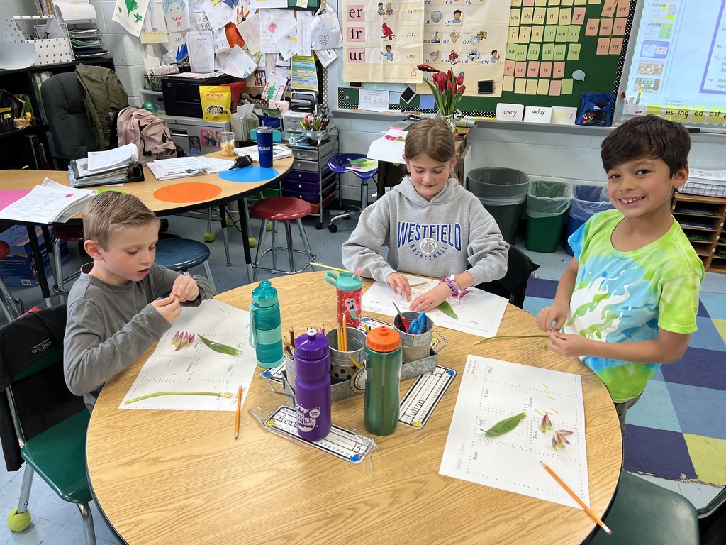 Second graders dissecting flowers in class