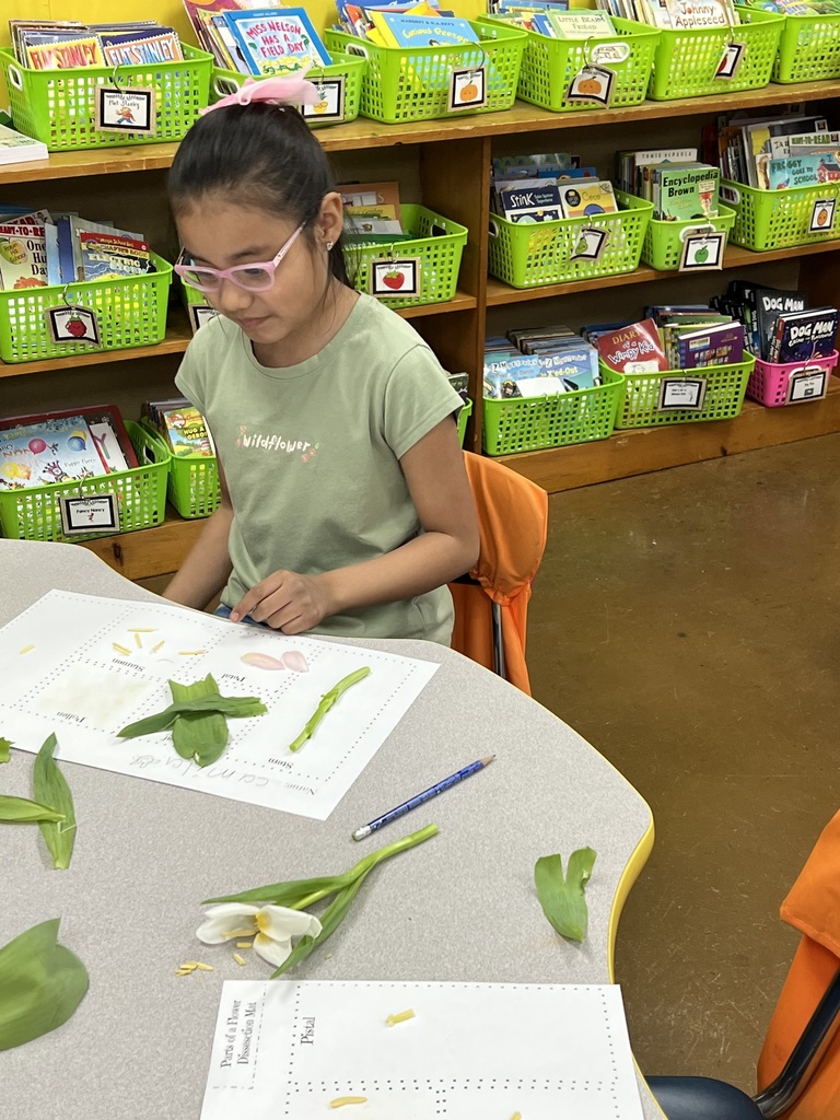 Second graders dissecting flowers in class