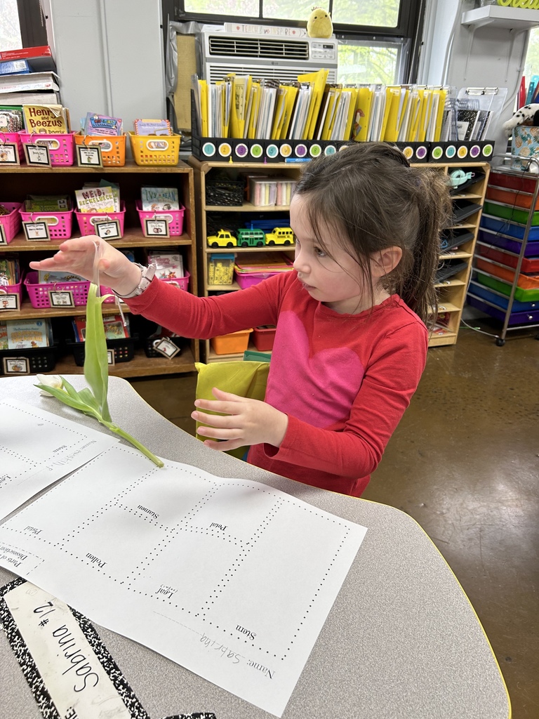 Second graders dissecting flowers in class