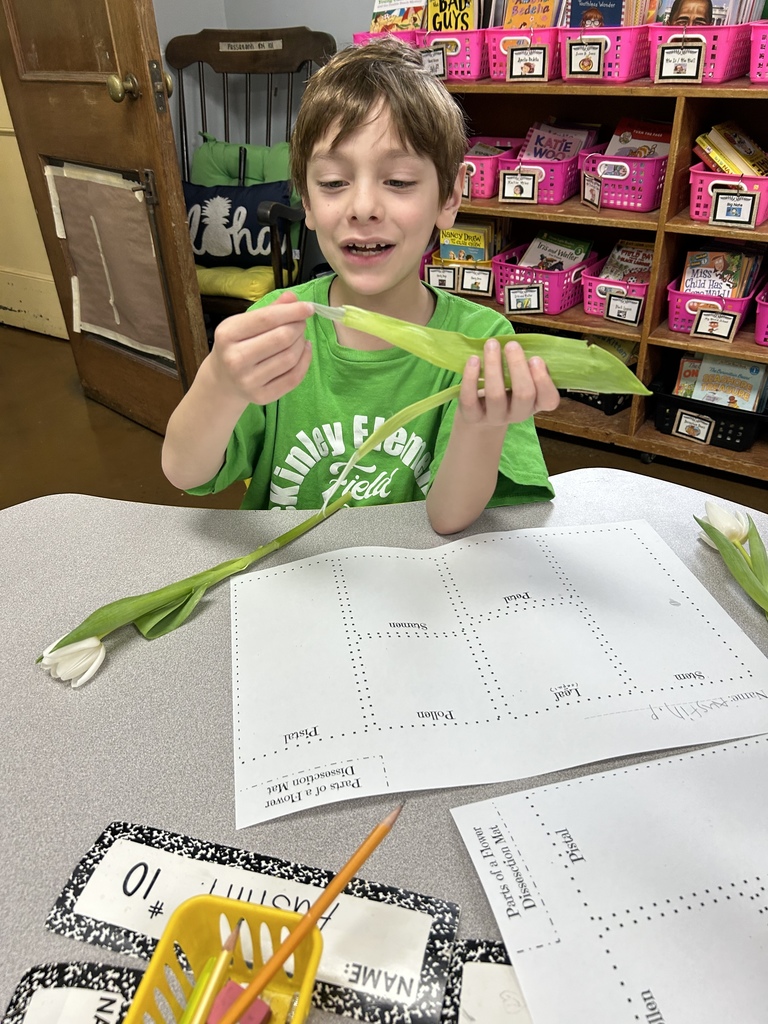 Second graders dissecting flowers in class