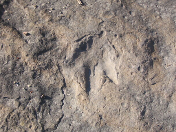 Fossilized dinosaur footprint