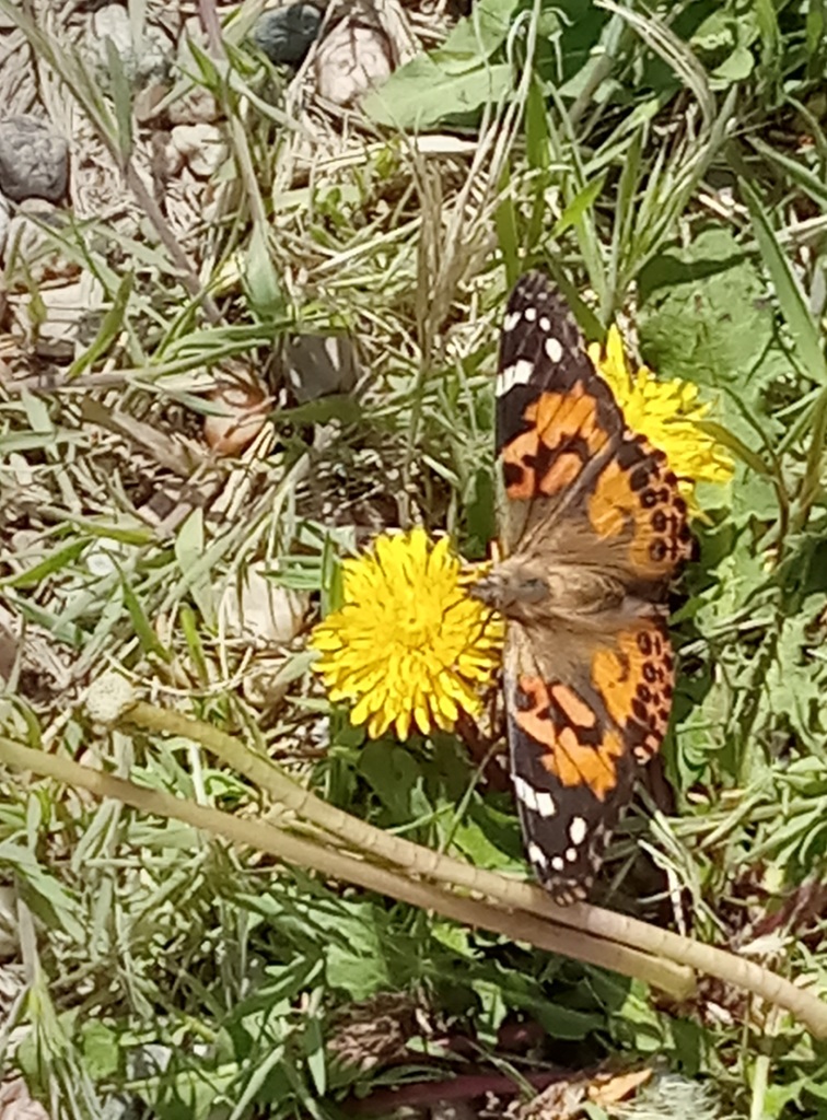 Painted Lady