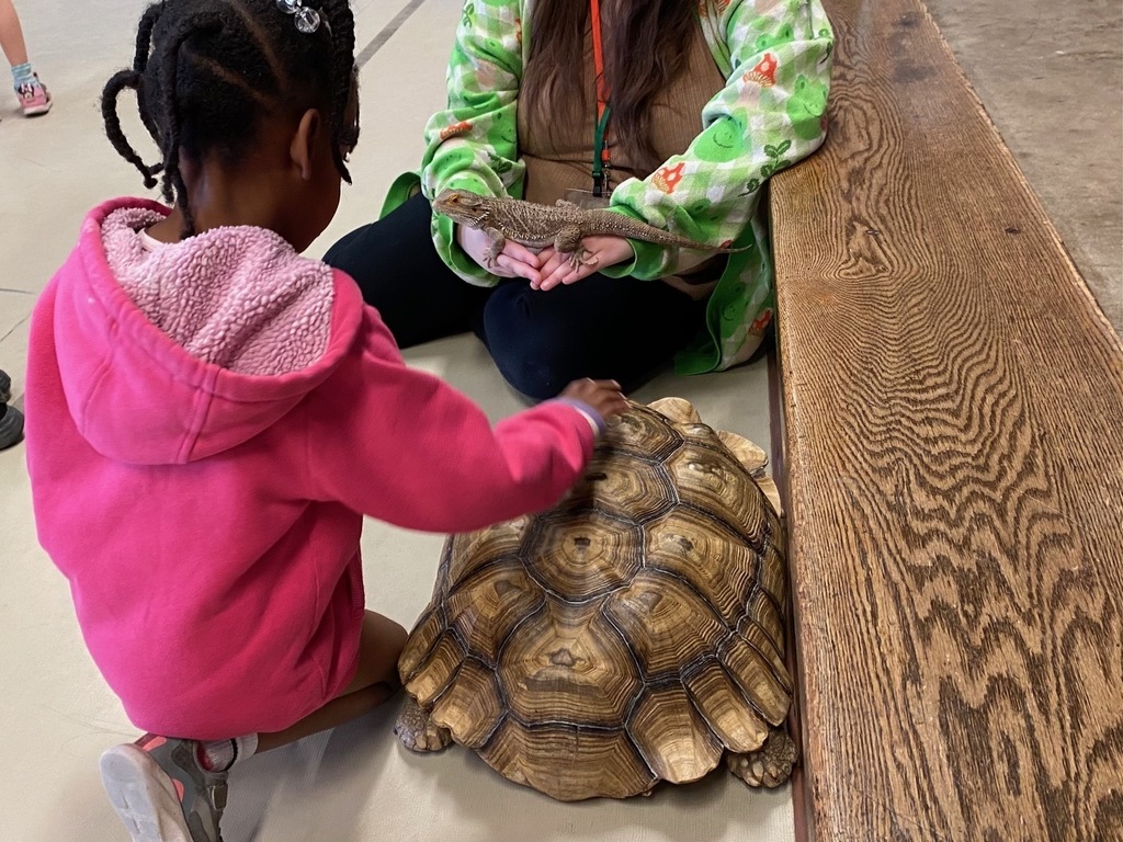 A student pets a tortoise at an assembly