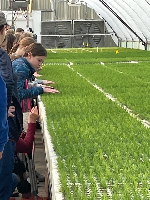 Several students touch the tops of the plants