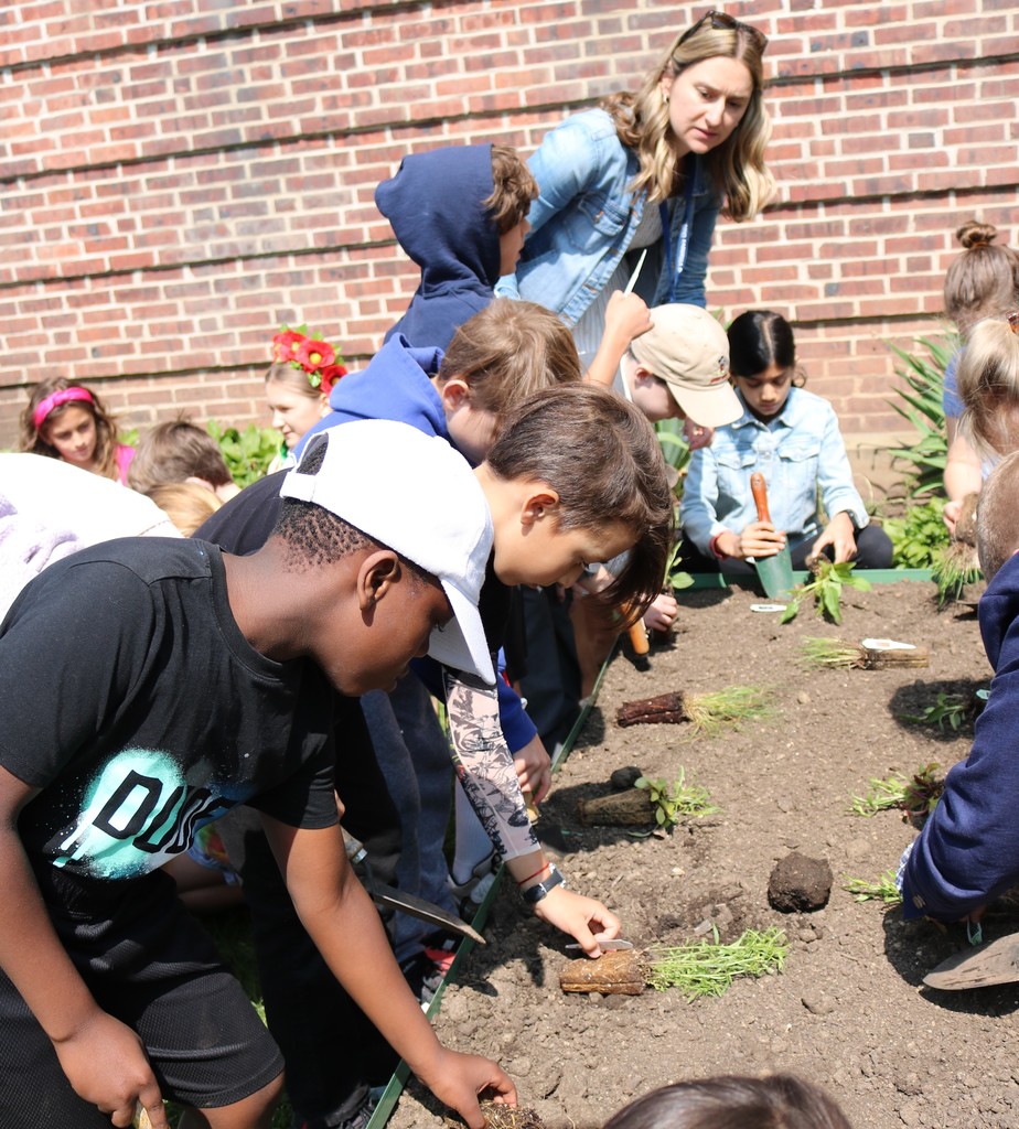row of students and teacher at garden bed, planting seedlings
