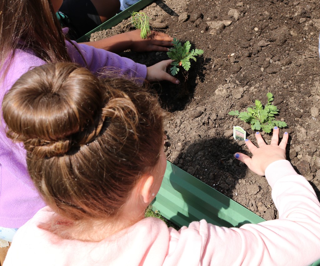 Back of students planting in garden bed