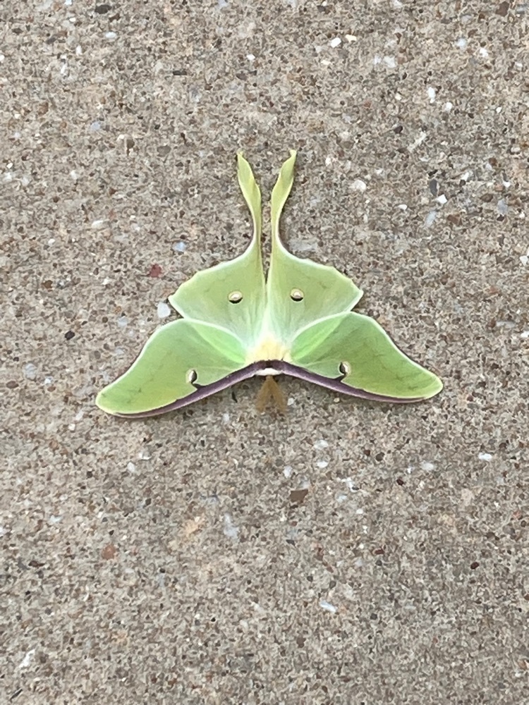 Luna moth