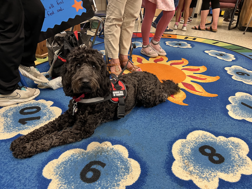 Willow the therapy dog