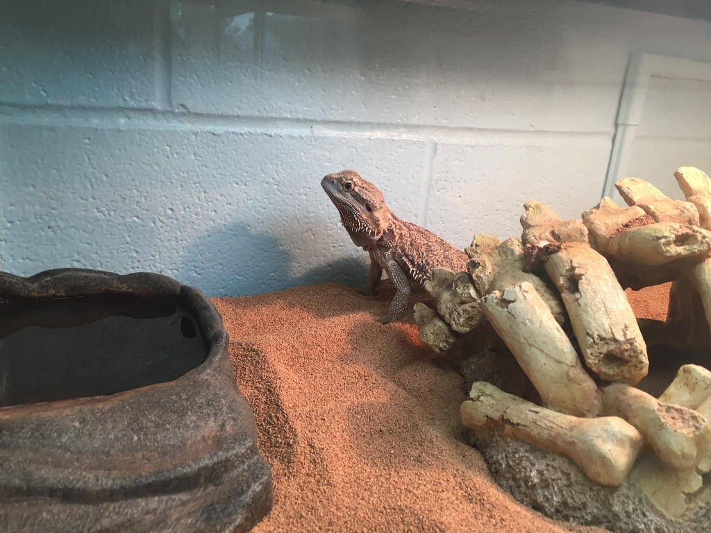 Tommy near his water dish.