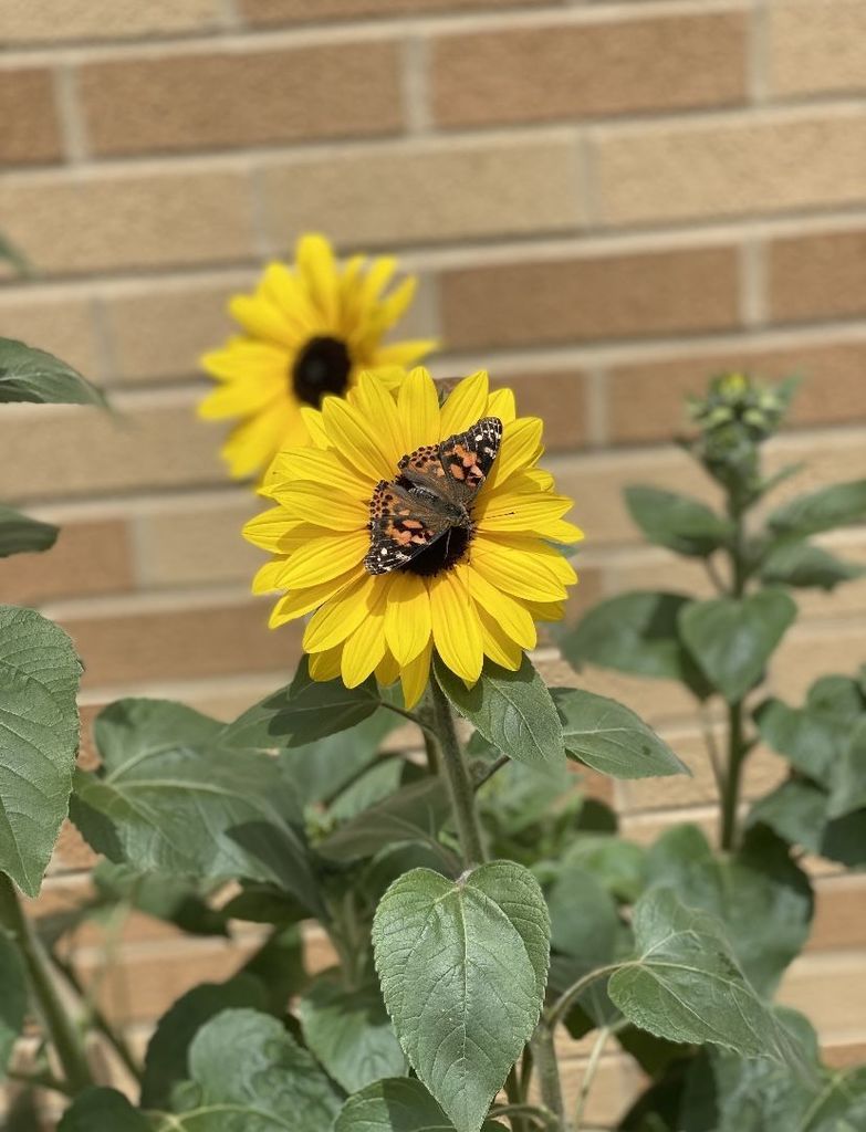 On flower