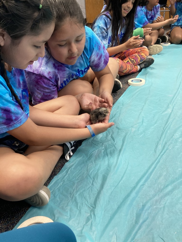 Baby Chicks in 4th Grade