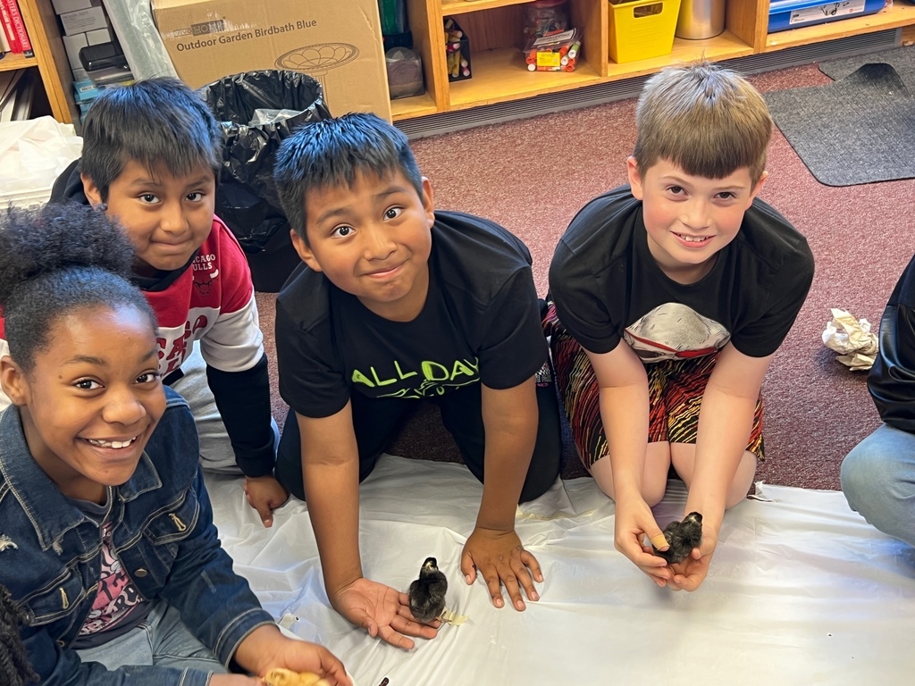 Baby Chicks in 4th Grade