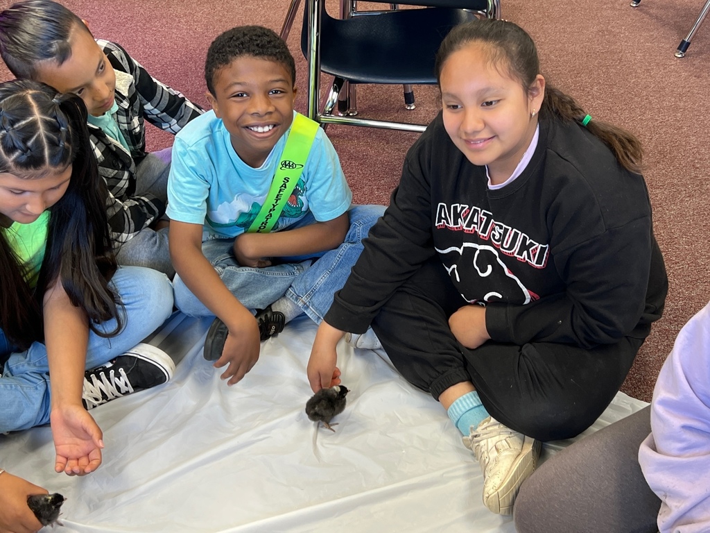 Baby Chicks in 4th Grade