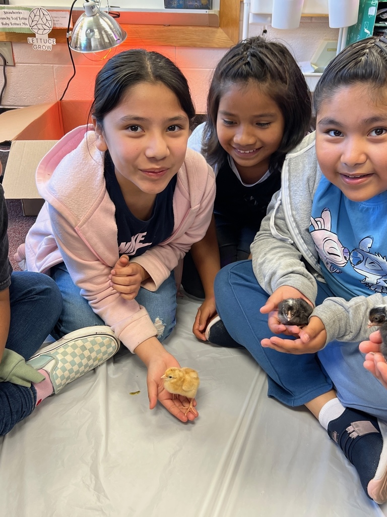 Baby Chicks in 4th Grade