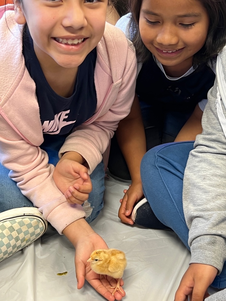 Baby Chicks in 4th Grade