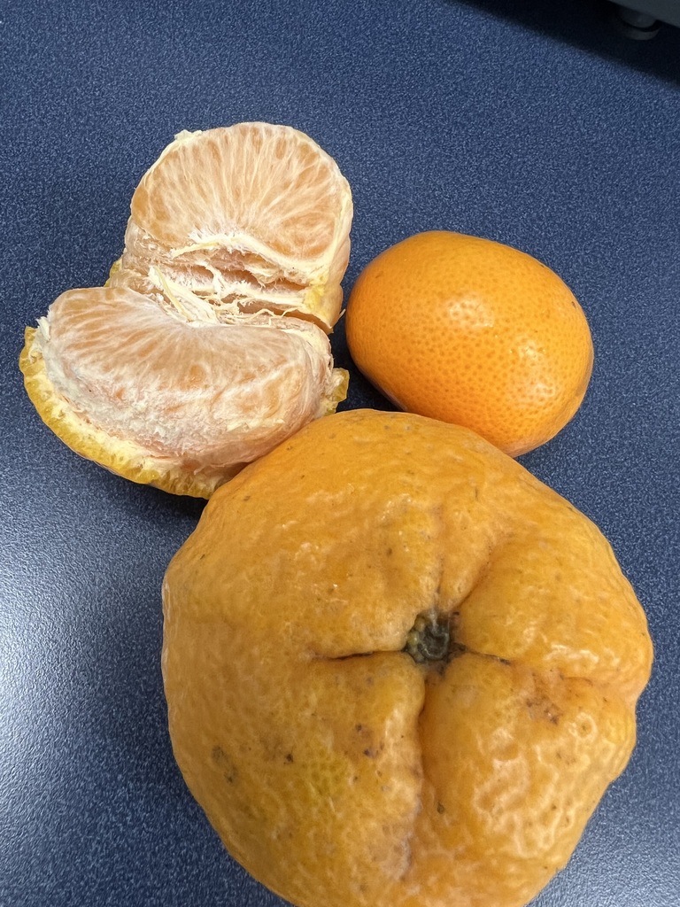 Oranges, one is peeled