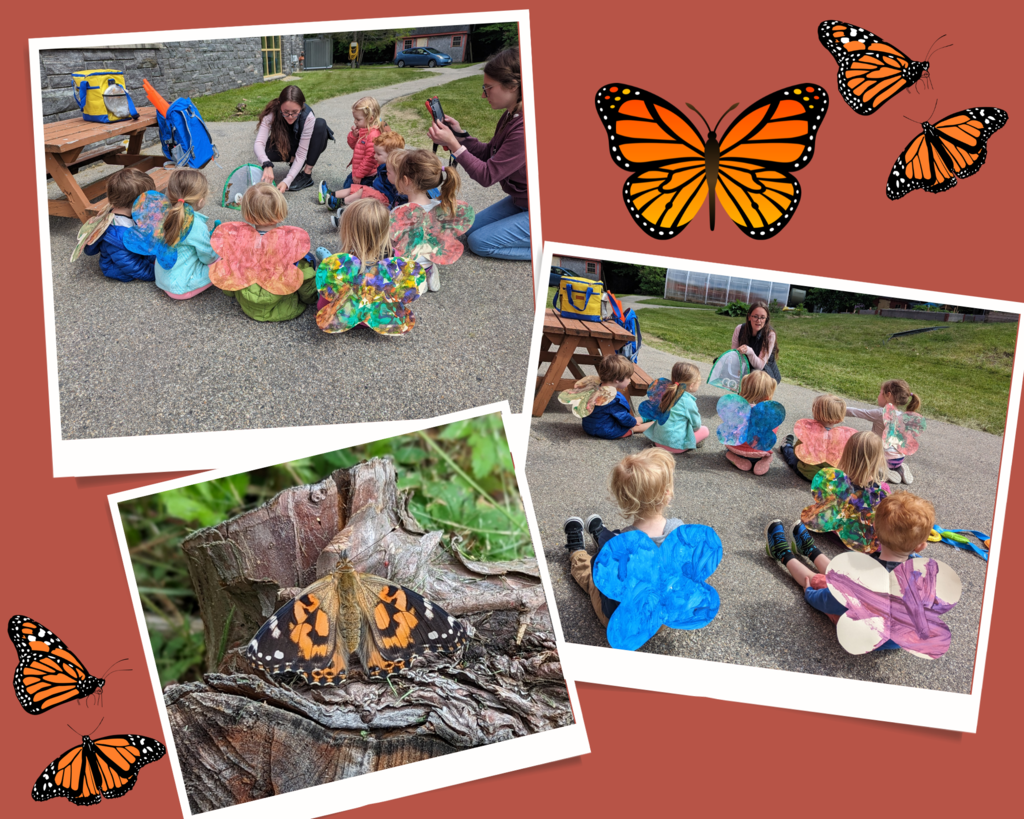 minnow butterfly release