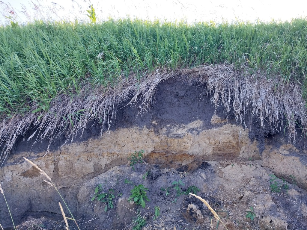 soil horizons