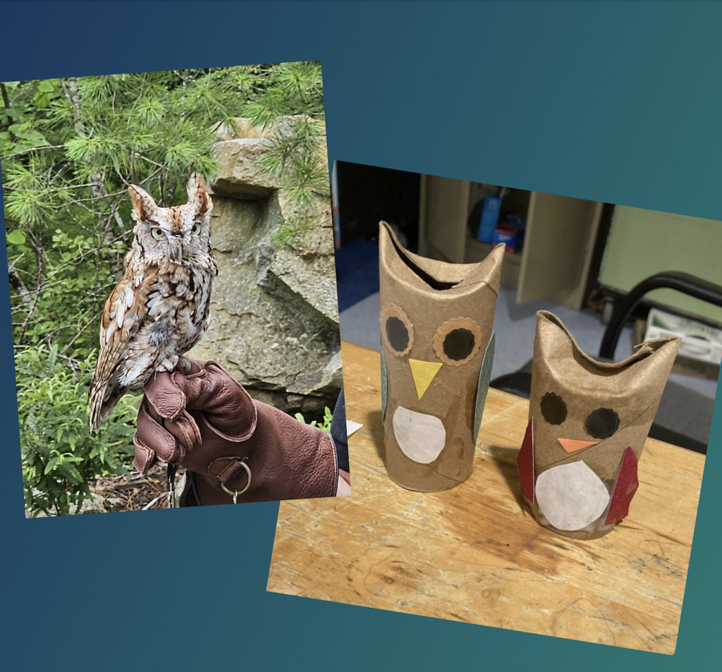 Owl project