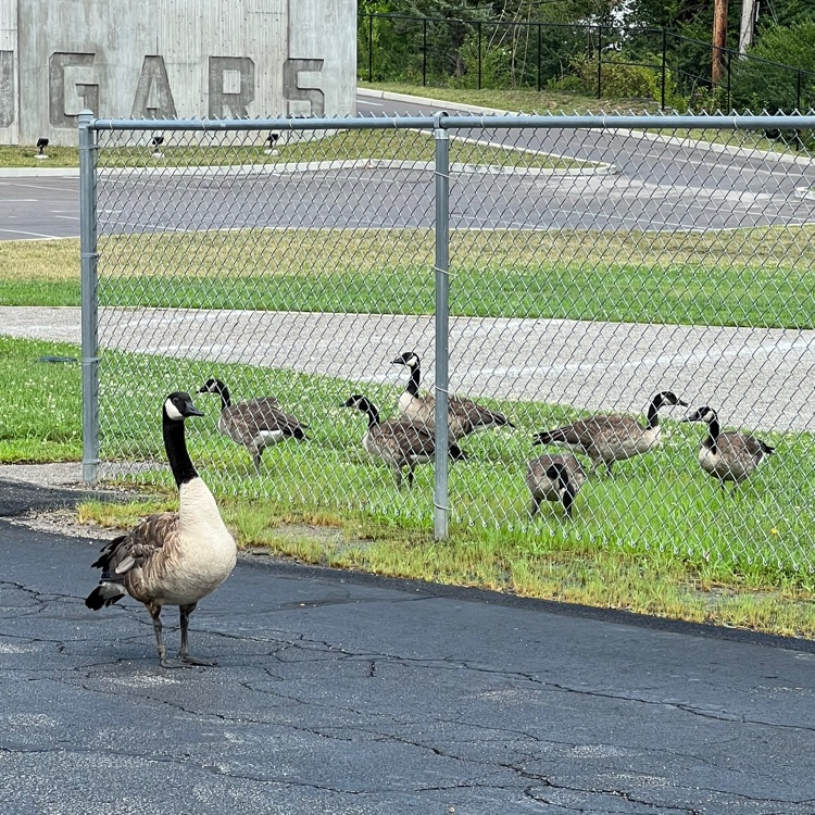 Honkstep family of geese are back!