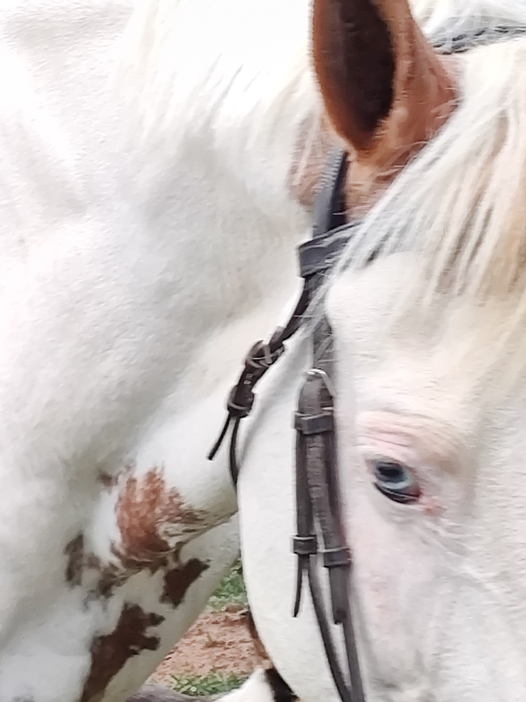 What do students do in the summer? Emma rides horses.