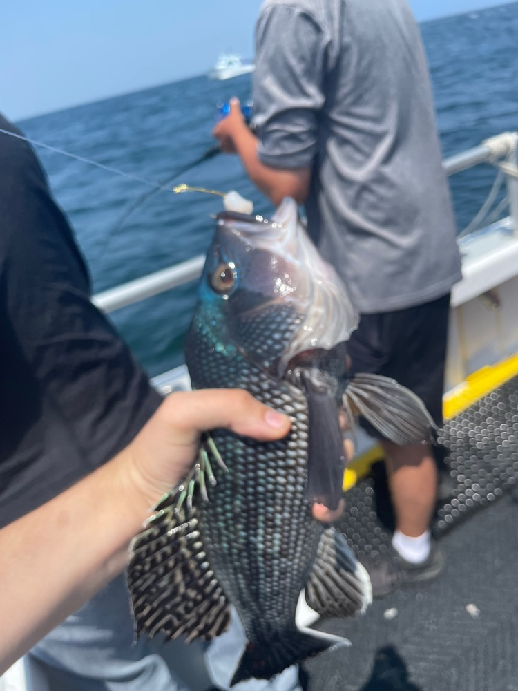 sea bass