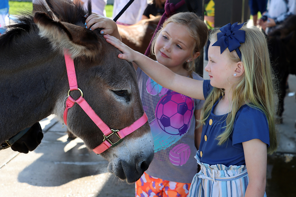 kids pet donkey.