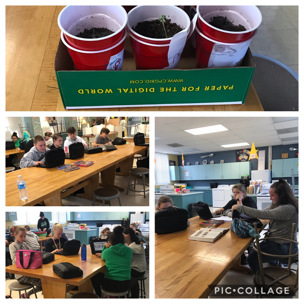 This gardening they are waiting on there plants such as basil, mint, and catnip  #sgmsfamily