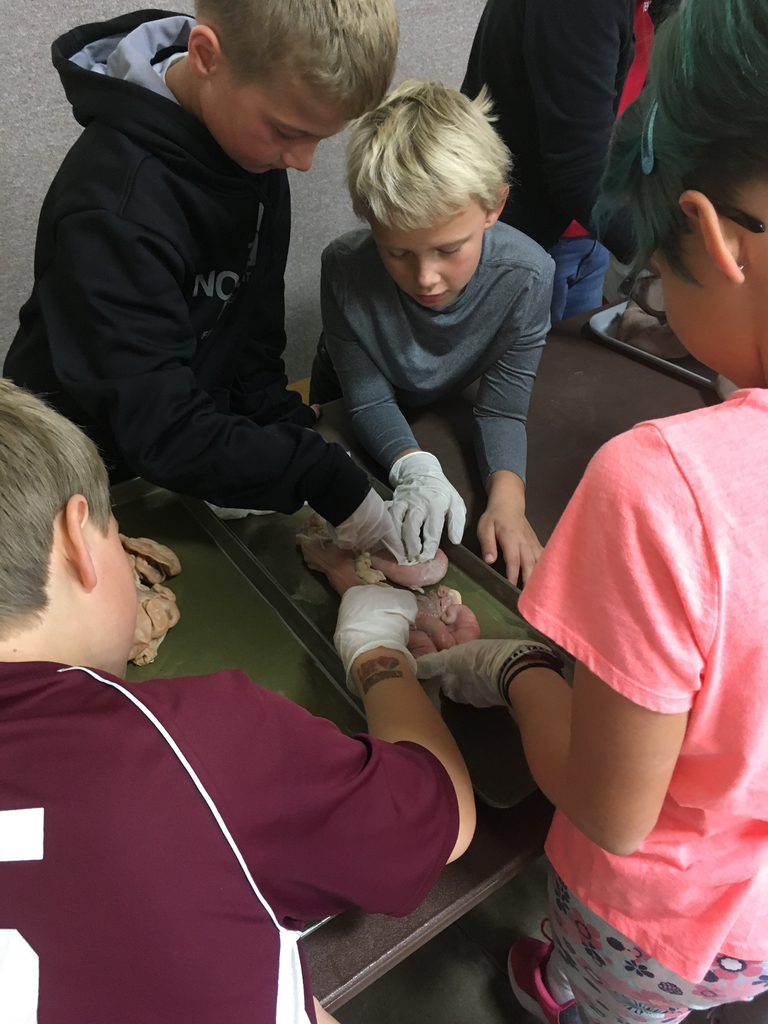 Examining organs