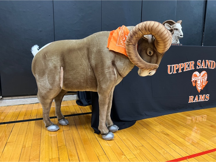 picture of a stuffed Ram