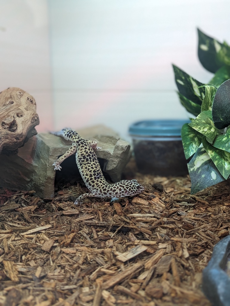 Spotted Friend