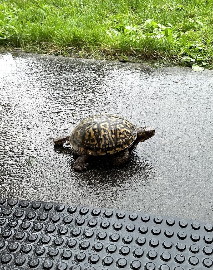 Westerly turtle
