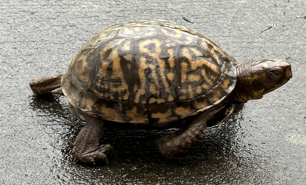 Westerly turtle